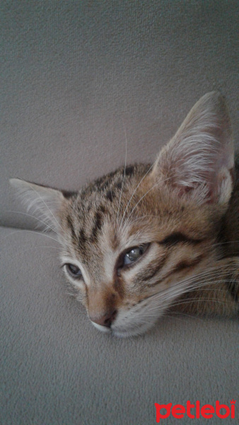 Tekir Kedi, Kedi  Medel fotoğrafı