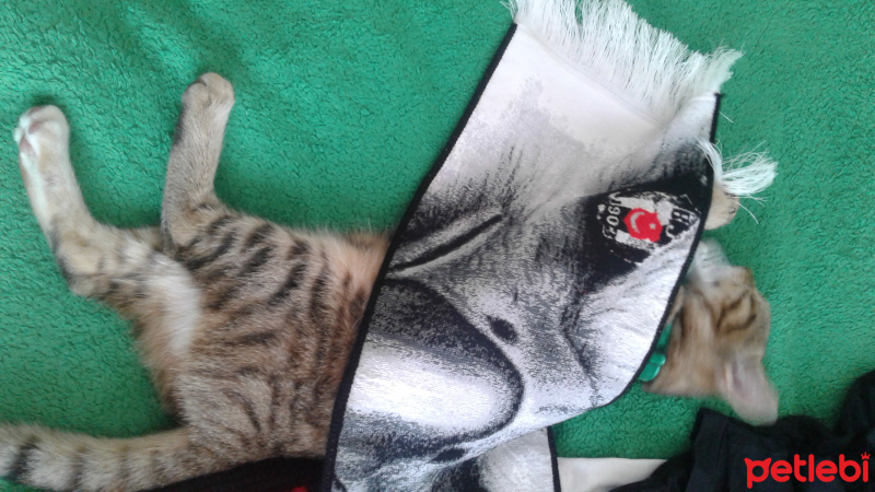 Tekir Kedi, Kedi  Medel fotoğrafı