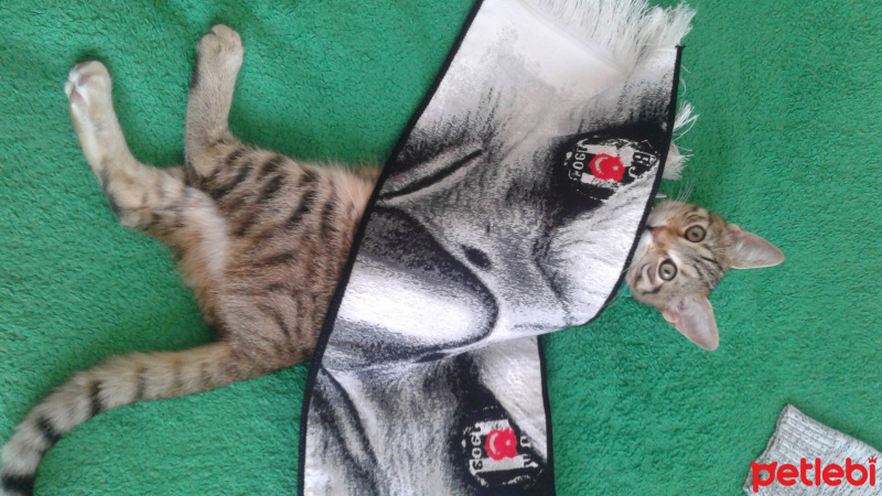 Tekir Kedi, Kedi  Medel fotoğrafı