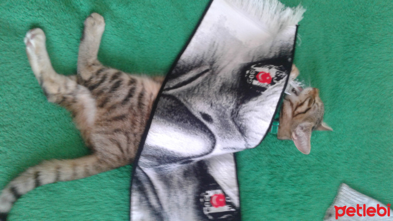 Tekir Kedi, Kedi  Medel fotoğrafı