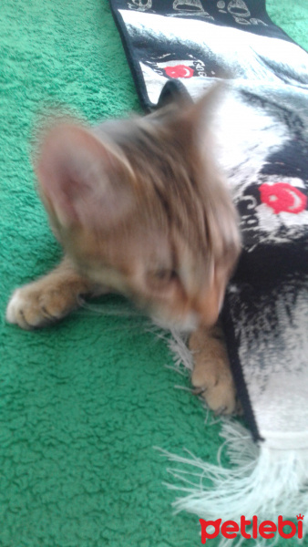 Tekir Kedi, Kedi  Medel fotoğrafı