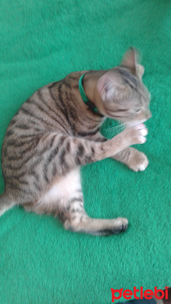 Tekir Kedi, Kedi  Medel fotoğrafı