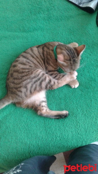 Tekir Kedi, Kedi  Medel fotoğrafı