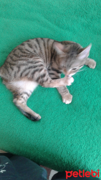 Tekir Kedi, Kedi  Medel fotoğrafı