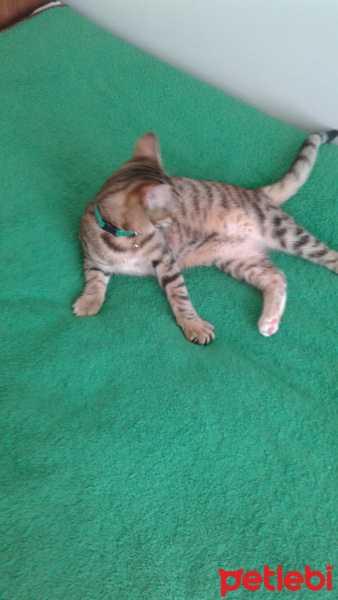 Tekir Kedi, Kedi  Medel fotoğrafı