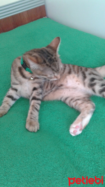 Tekir Kedi, Kedi  Medel fotoğrafı