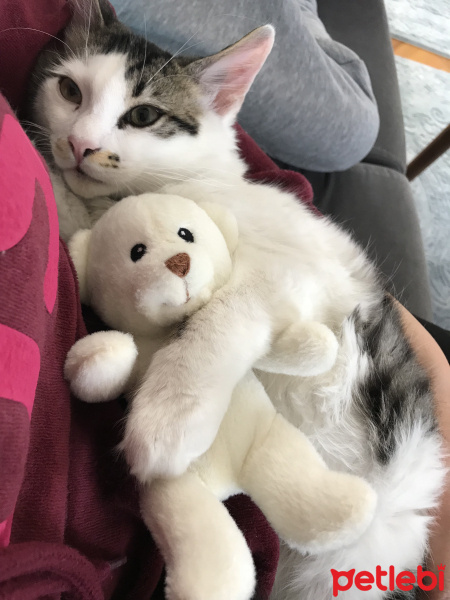 Tekir Kedi, Kedi  Duman fotoğrafı