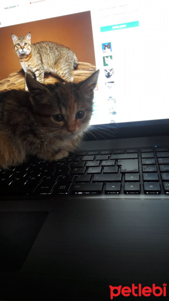 Somali, Kedi  Minik fotoğrafı