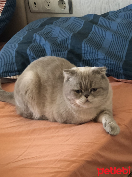 Scottish Fold, Kedi  Romeo fotoğrafı