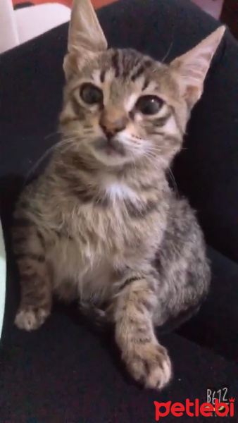Tekir Kedi, Kedi  Pati fotoğrafı