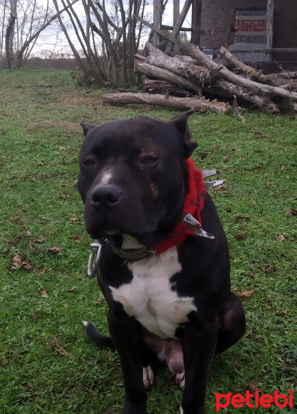 Amerikan Pitbull Terrier, Köpek  Pusat fotoğrafı
