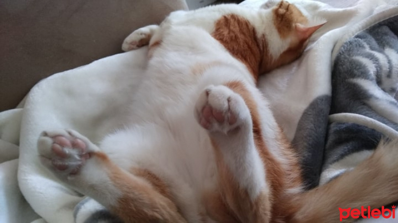 Sarman, Kedi  Balım fotoğrafı