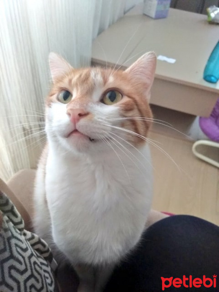 Sarman, Kedi  Balım fotoğrafı