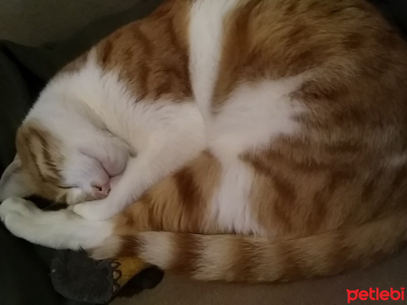 Sarman, Kedi  Balım fotoğrafı