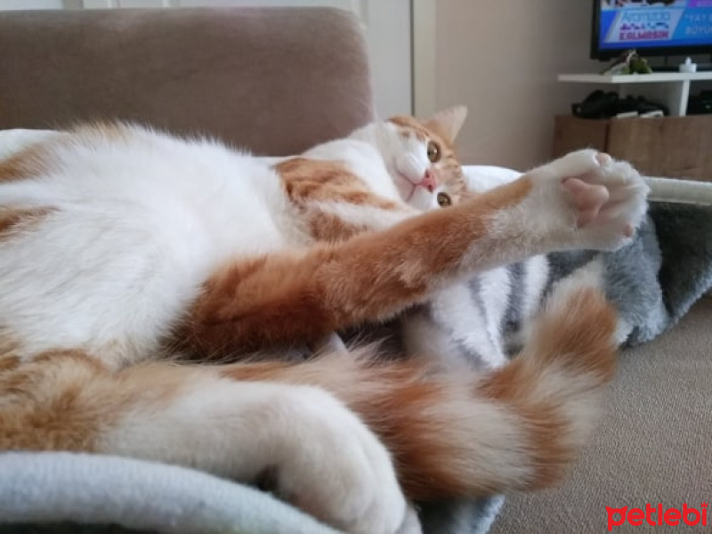 Sarman, Kedi  Balım fotoğrafı