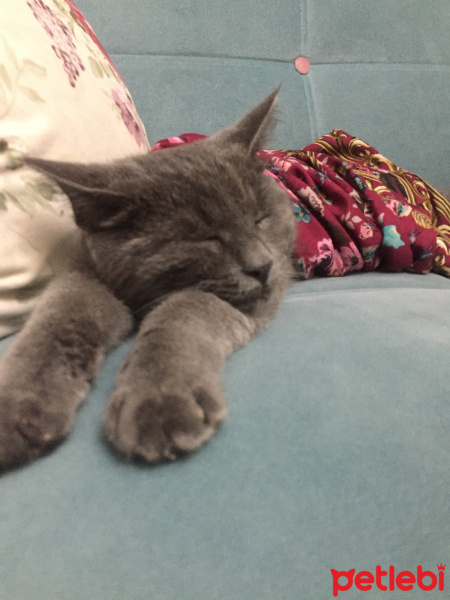 British Shorthair, Kedi  Duman fotoğrafı