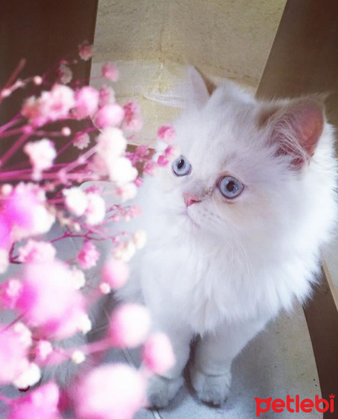 İran Kedisi (Persian), Kedi  Masal fotoğrafı