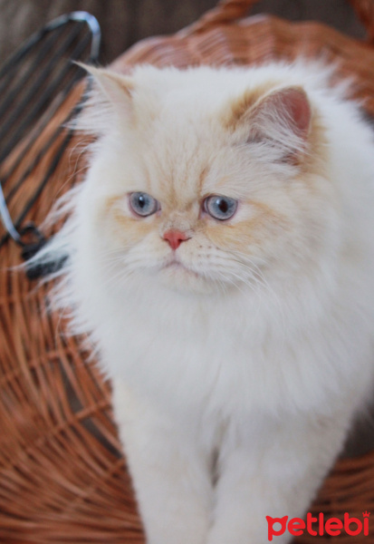 İran Kedisi (Persian), Kedi  Masal fotoğrafı