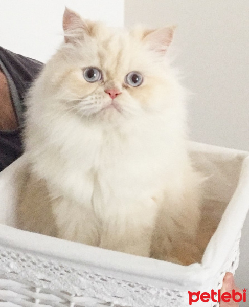 İran Kedisi (Persian), Kedi  Masal fotoğrafı