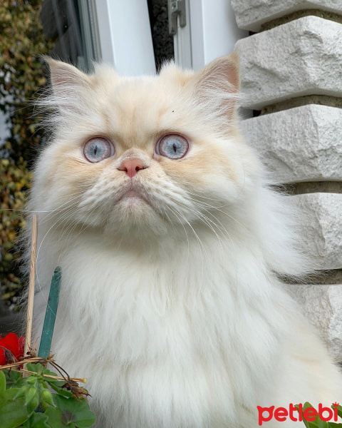 İran Kedisi (Persian), Kedi  Masal fotoğrafı