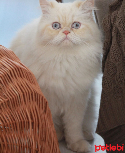 İran Kedisi (Persian), Kedi  Masal fotoğrafı