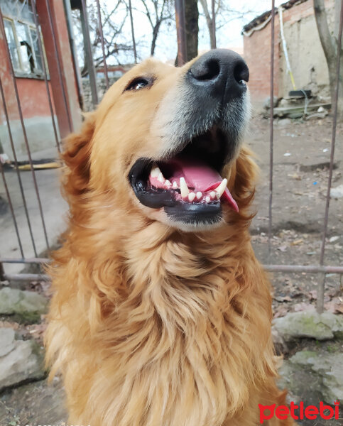 Golden Retriever, Köpek  Ateş fotoğrafı