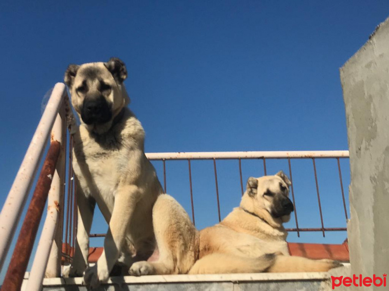 Kangal, Köpek  Yavru kangal fotoğrafı