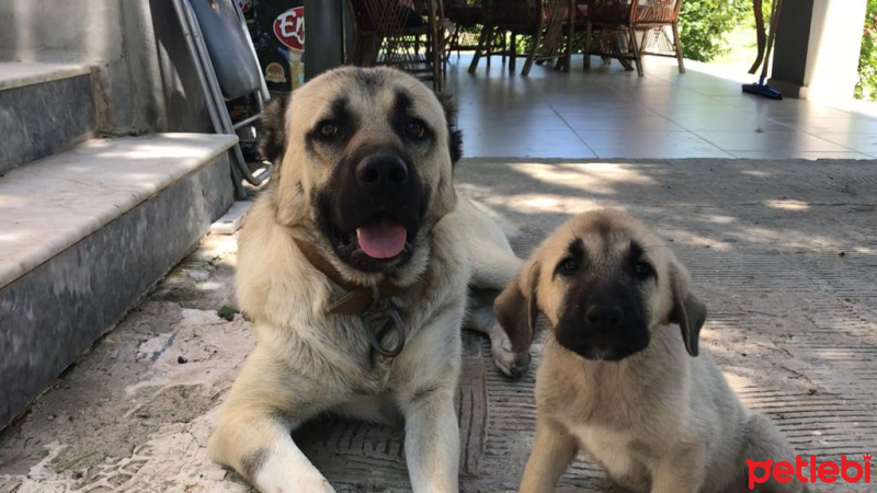 Kangal, Köpek  Yavru kangal fotoğrafı