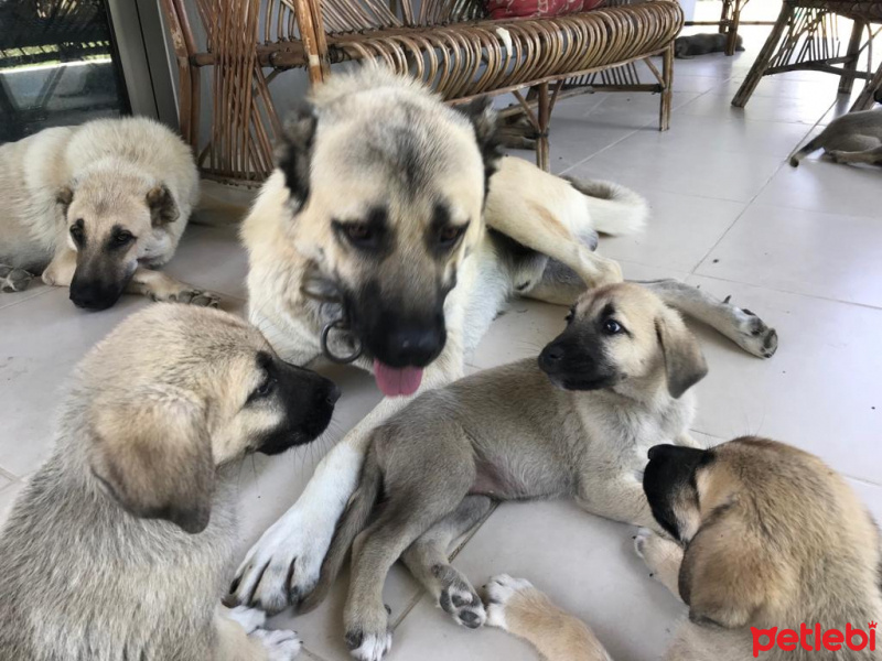 Kangal, Köpek  Yavru kangal fotoğrafı