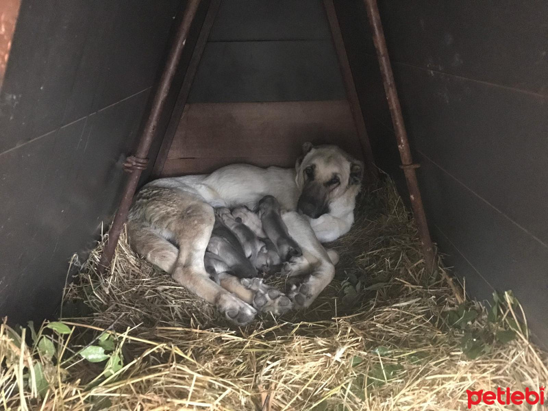 Kangal, Köpek  Yavru kangal fotoğrafı