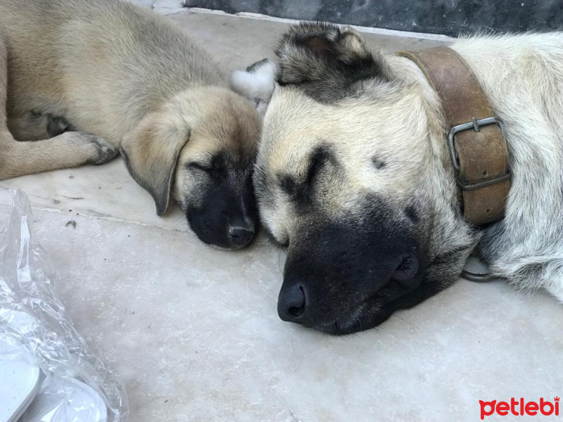 Kangal, Köpek  Yavru kangal fotoğrafı