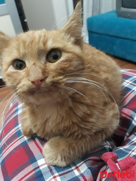 Tekir Kedi, Kedi  Portakal fotoğrafı