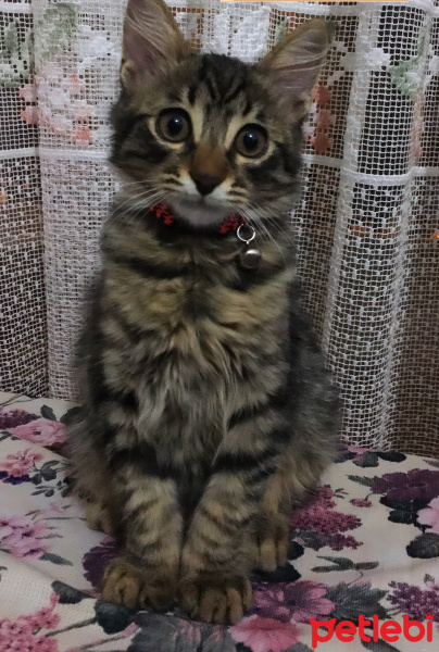Tekir Kedi, Kedi  Duman fotoğrafı