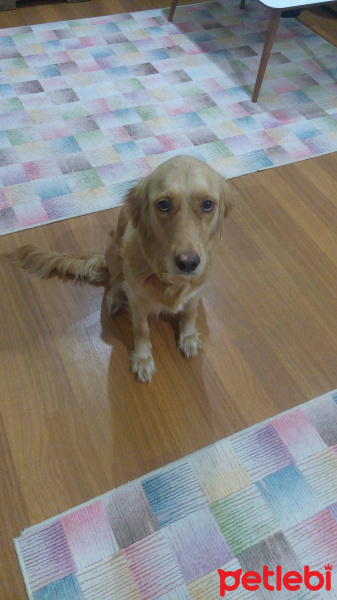 Golden Retriever, Köpek  Maya fotoğrafı