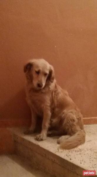 Golden Retriever, Köpek  Cesi fotoğrafı