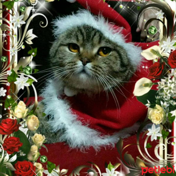 Scottish Fold, Kedi  Mocha fotoğrafı