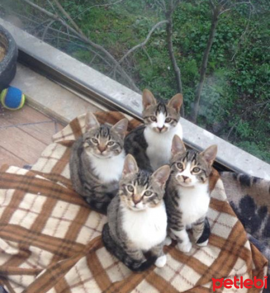 Tekir Kedi, Kedi  Minnoşlar fotoğrafı