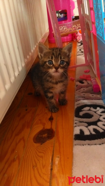 Tekir Kedi, Kedi  Çorap fotoğrafı