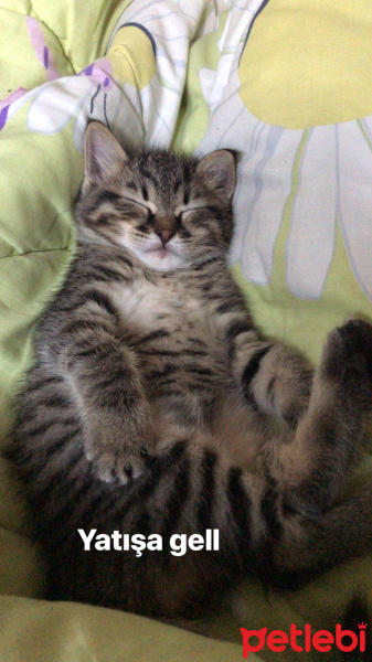 Tekir Kedi, Kedi  Sofia fotoğrafı