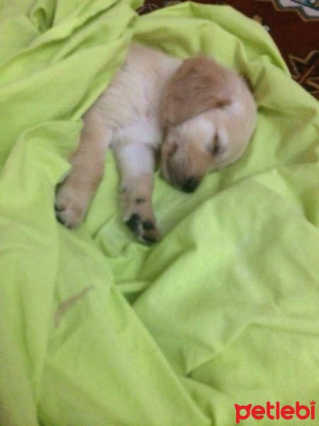 Golden Retriever, Köpek  Paşa fotoğrafı