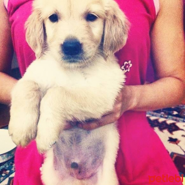 Golden Retriever, Köpek  Paşa fotoğrafı