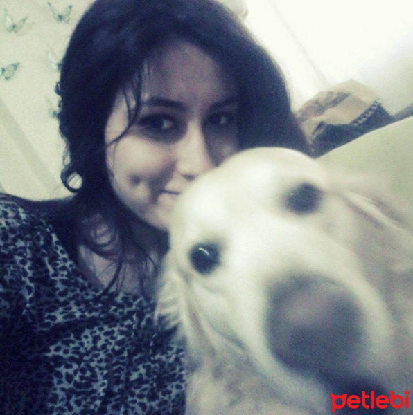 Golden Retriever, Köpek  Paşa fotoğrafı
