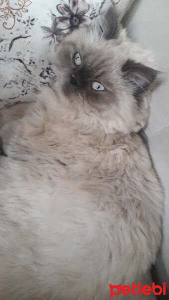 Ragdoll, Kedi  mia fotoğrafı