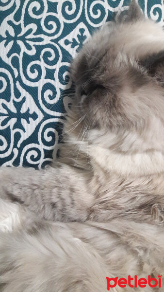 Ragdoll, Kedi  mia fotoğrafı