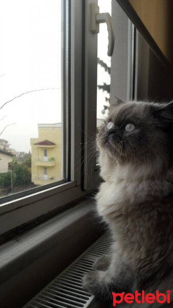 Ragdoll, Kedi  mia fotoğrafı