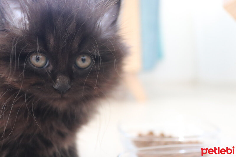 Ragdoll, Kedi  mia fotoğrafı