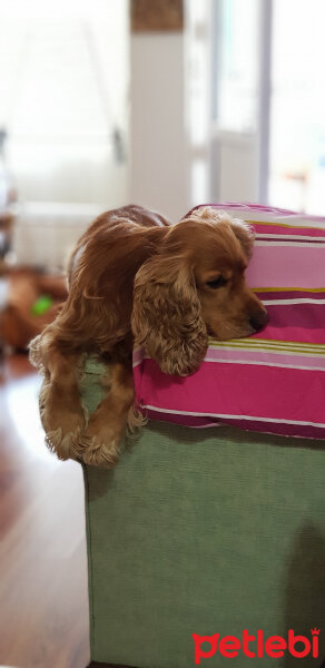 Amerikan Cocker Spaniel, Köpek  GOFRET fotoğrafı