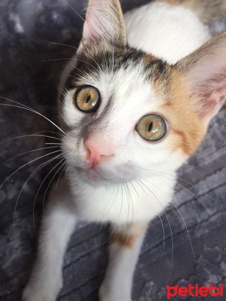 Tekir Kedi, Kedi  Helen fotoğrafı