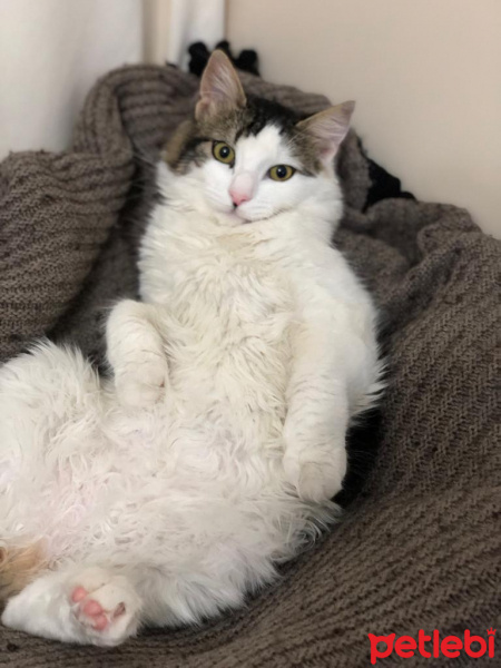 Tekir Kedi, Kedi  Şanslı fotoğrafı