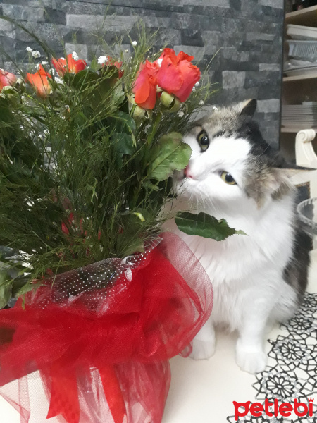 Tekir Kedi, Kedi  Şanslı fotoğrafı